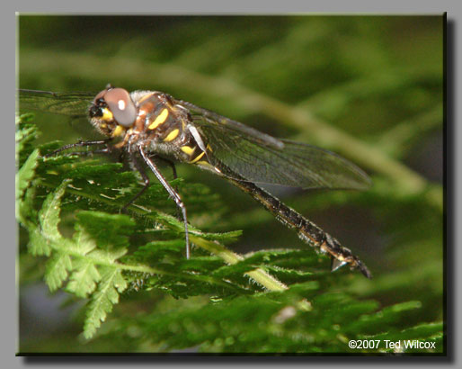 Ski-Tailed Emerald (Somatochlora elongata)