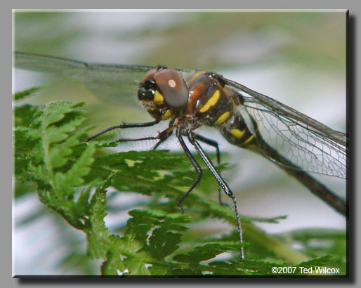 Ski-Tailed Emerald (Somatochlora elongata)
