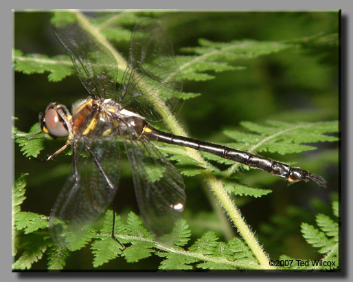 Ski-Tailed Emerald (Somatochlora elongata)