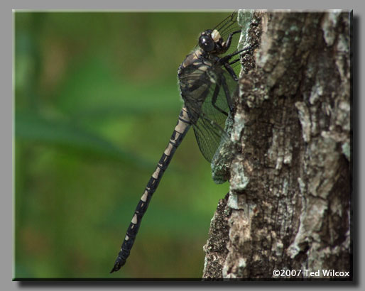 Gray Petaltail (Tachopteryx thoreyi)