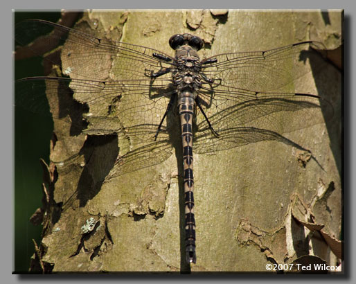 Gray Petaltail (Tachopteryx thoreyi)