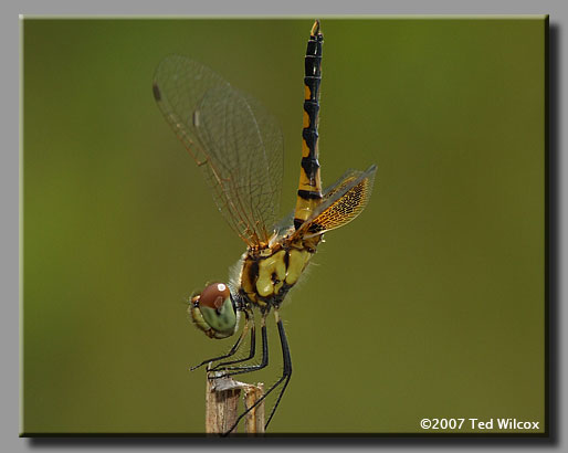 Amanda's Pennant (Celithemis amanda)