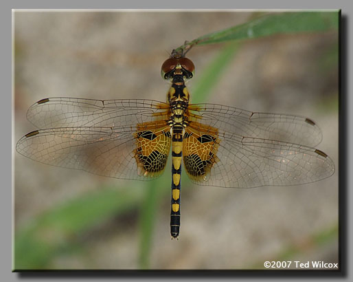 Amanda's Pennant (Celithemis amanda)
