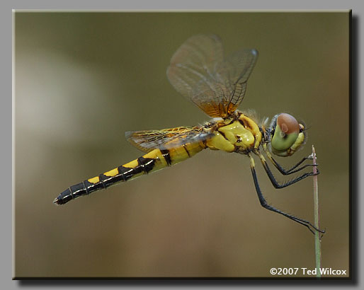 Amanda's Pennant (Celithemis amanda)
