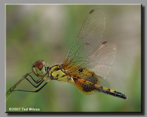 Amanda's Pennant (Celithemis amanda)