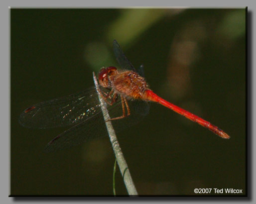 Autumn Meadowhawk (Sympetrum vicinum)