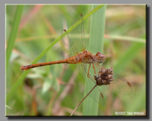 Autumn Meadowhawk (Sympetrum vicinum)