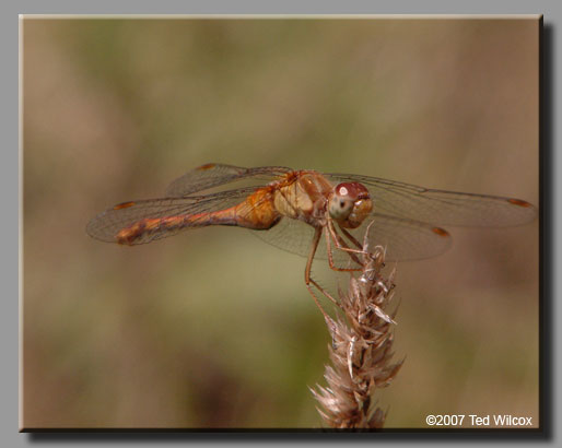 Autumn Meadowhawk (Sympetrum vicinum)
