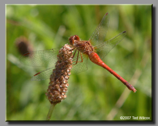Autumn Meadowhawk (Sympetrum vicinum)