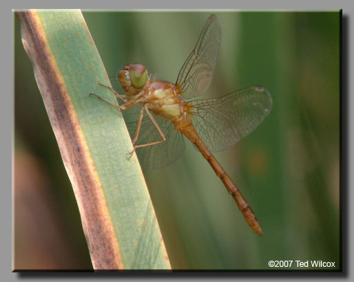 Autumn Meadowhawk (Sympetrum vicinum)