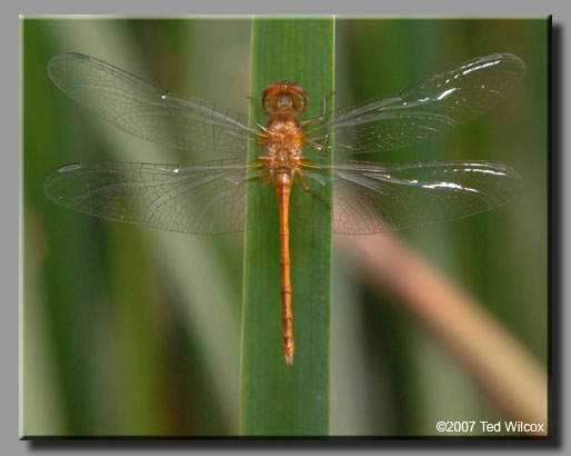 Autumn Meadowhawk (Sympetrum vicinum)