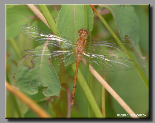 Autumn Meadowhawk (Sympetrum vicinum)