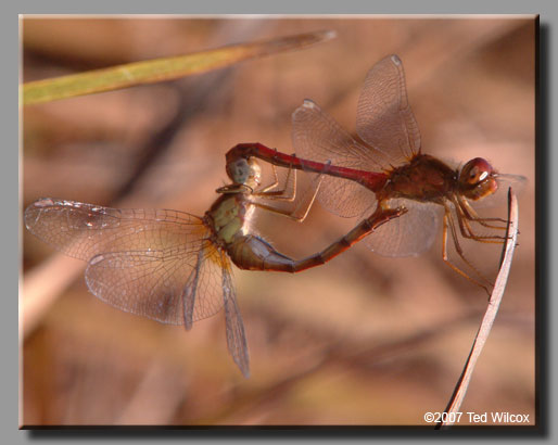 Autumn Meadowhawk (Sympetrum vicinum)