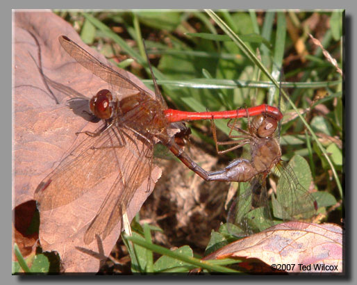 Autumn Meadowhawk (Sympetrum vicinum)