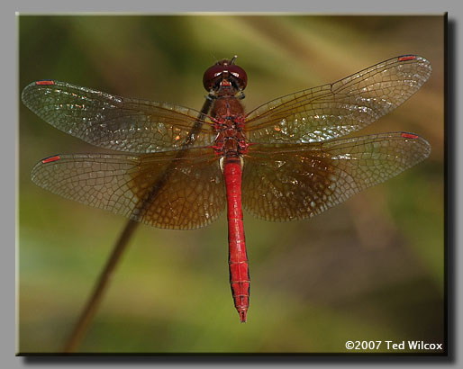 Band-Winged Meadowhawk (Sympetrum semicinctum)