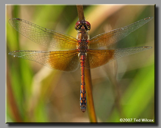 Band-Winged Meadowhawk (Sympetrum semicinctum)