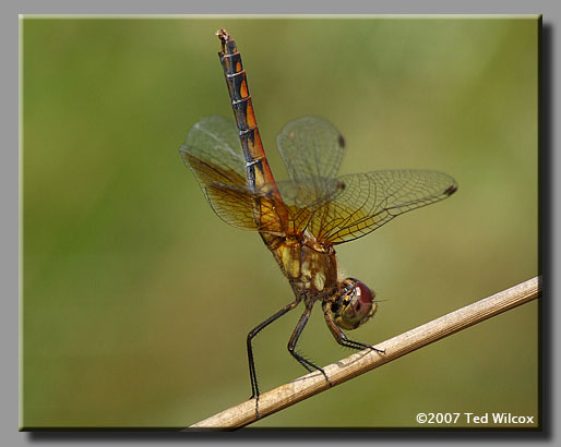 Band-Winged Meadowhawk (Sympetrum semicinctum)