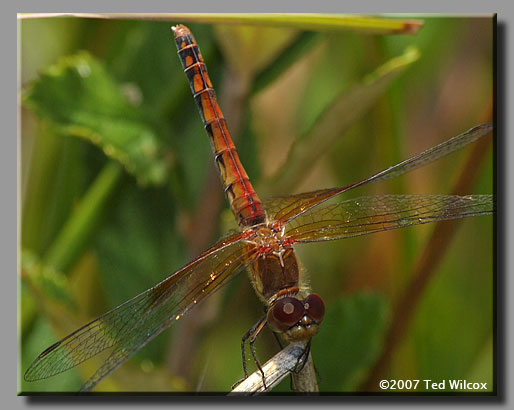 Band-Winged Meadowhawk (Sympetrum semicinctum)