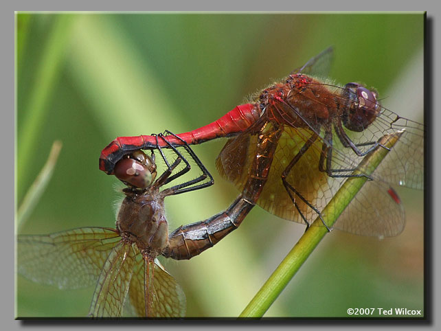 Band-Winged Meadowhawk (Sympetrum semicinctum)