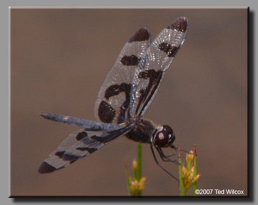 Banded Pennant (Celithemis fasciata)