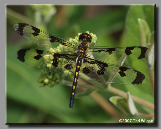 Banded Pennant (Celithemis fasciata)