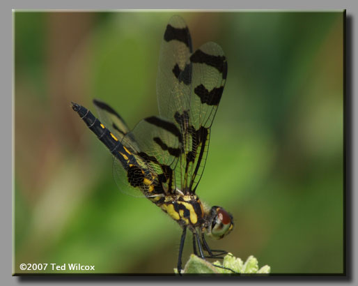 Banded Pennant (Celithemis fasciata)