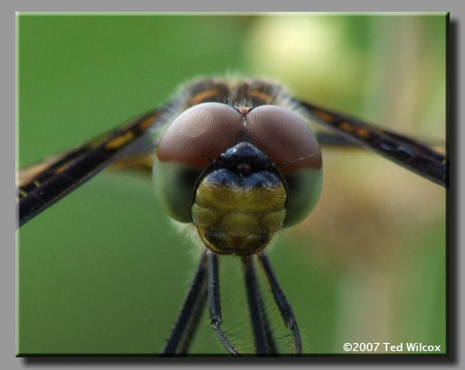 Banded Pennant (Celithemis fasciata)