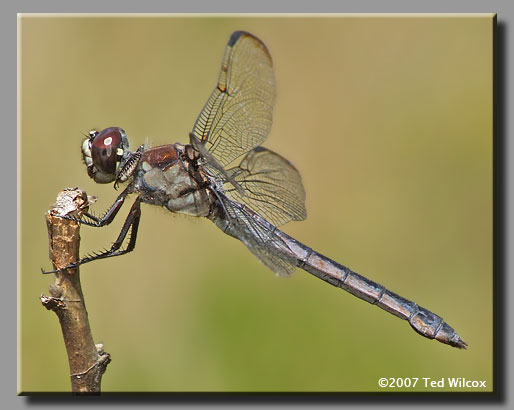 Bar-winged Skimmer (Libellula axilena)