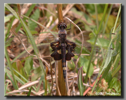 Black Saddlebags (Tramea lacerata)