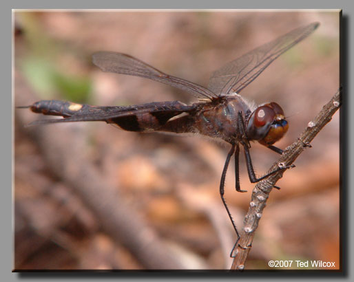 Black Saddlebags (Tramea lacerata)