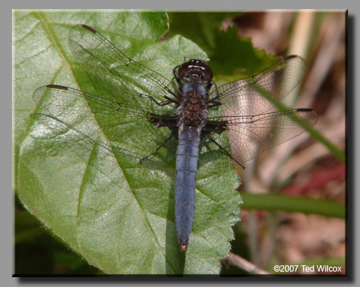 Blue Corporal (Ladona deplanata)