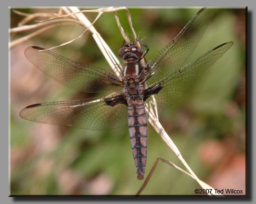 Blue Corporal (Ladona deplanata)