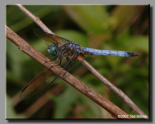 Blue Dasher (Pachydiplax longipennis)
