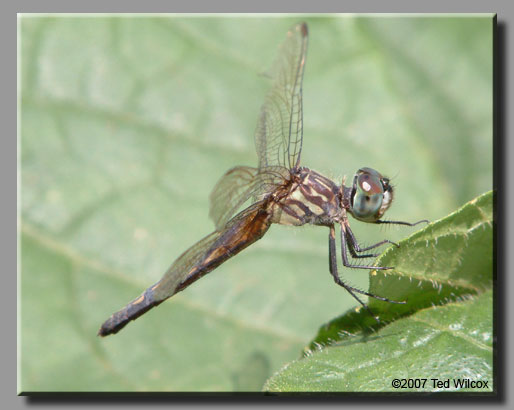 Blue Dasher (Pachydiplax longipennis)