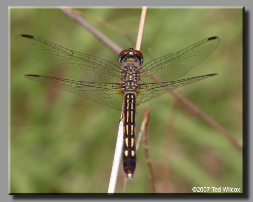 Blue Dasher (Pachydiplax longipennis)