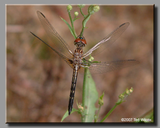 Blue Dasher (Pachydiplax longipennis)