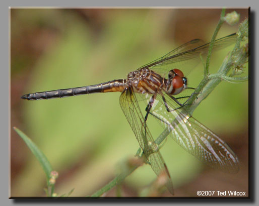 Blue Dasher (Pachydiplax longipennis)