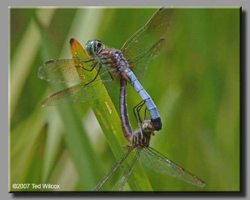 Blue Dasher (Pachydiplax longipennis)