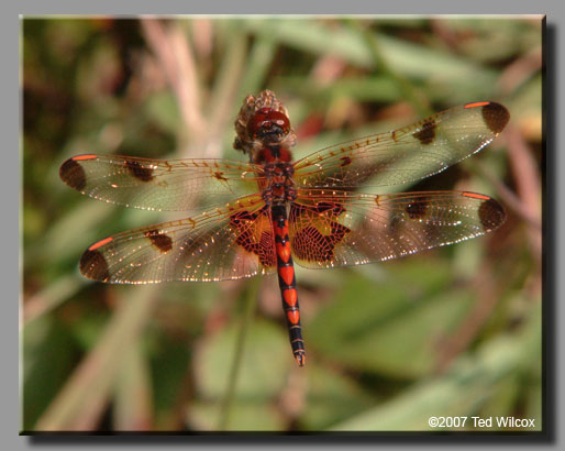 Calico Pennant (Celithemis elisa)