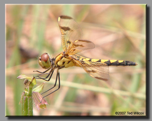 Calico Pennant (Celithemis elisa)