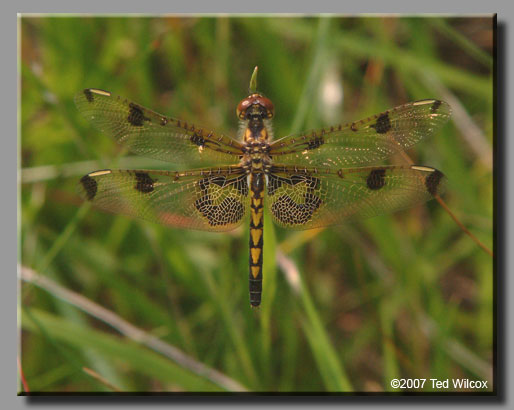 Calico Pennant (Celithemis elisa)