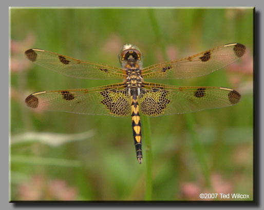 Calico Pennant (Celithemis elisa)