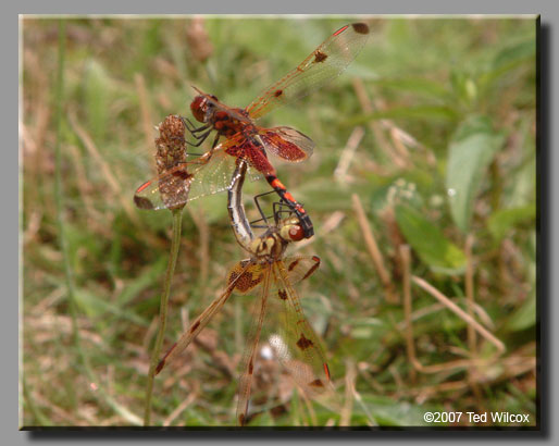 Calico Pennant (Celithemis elisa)