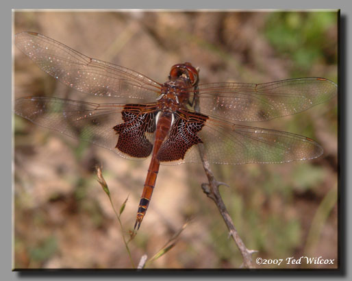 Carolina Saddlebags (Tramea carolina)
