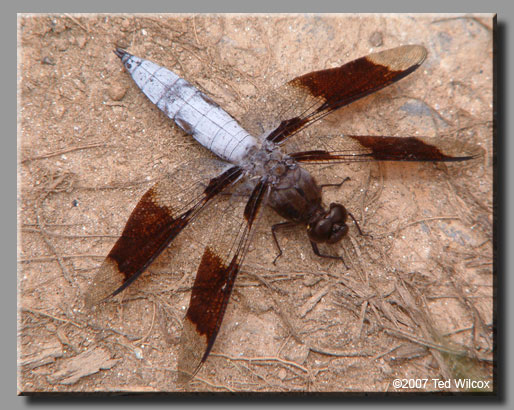 Common Whitetail (Plathemis lydia)