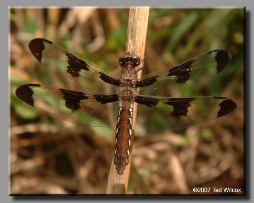 Common Whitetail (Plathemis lydia)