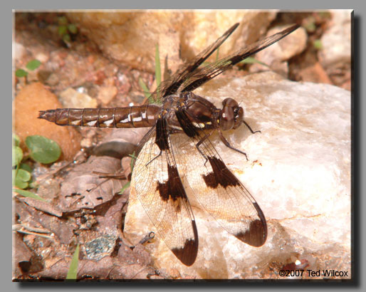 Common Whitetail (Plathemis lydia)