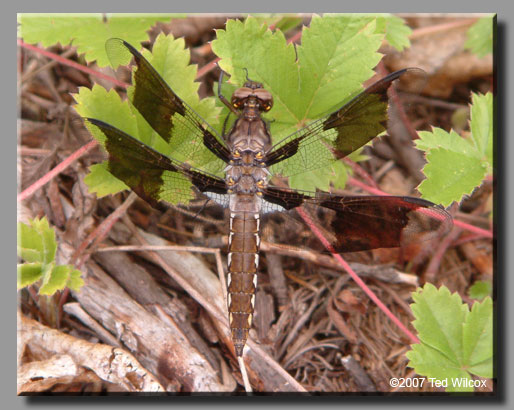 Common Whitetail (Plathemis lydia)