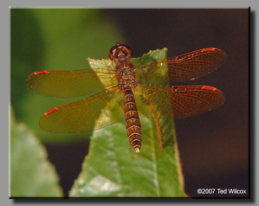 Eastern Amberwing (Perithemis tenera)