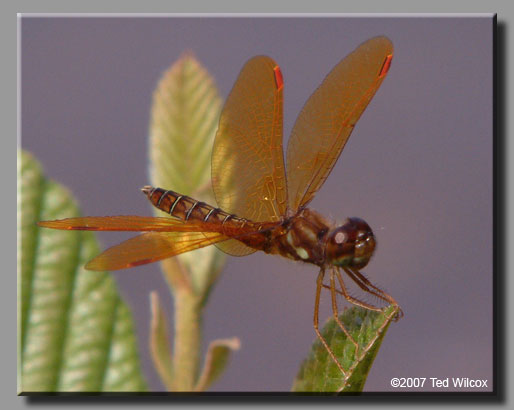 Eastern Amberwing (Perithemis tenera)